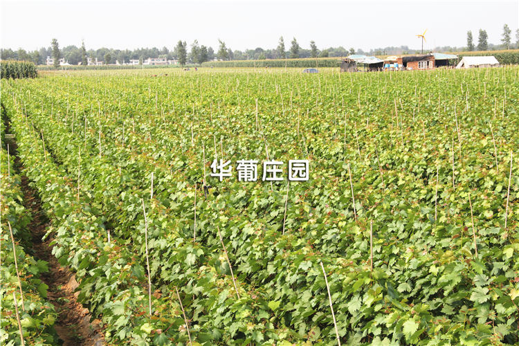 Q37系列工程機(jī)械拋丸機(jī) Q37系列工程機(jī)械拋丸機(jī)